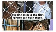 Guwahati Zoo Welcomes "Parijat": Assam CM Feeds Baby Giraffe Milk | Indiatimes