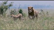 Cheetah VS Lions | Cheetah Fighting lions to protect her cubs | Real fights