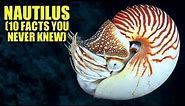 Nautilus 🐚 (10 FACTS You NEVER KNEW)
