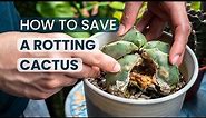 SUCCULENT CARE TIPS | HOW TO SAVE A ROTTING CACTUS | CACTI TROUBLESHOOTING