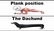 Plank Position vs Dachund Memes