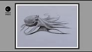 How To Draw An Octopus : Pencil Sketch : Octopus Drawing
