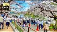 Tokyo Cherry Blossoms in Full Bloom 2023 Walking Tour - Tokyo Japan [4K/HDR/Binaural]