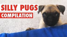 Silly Pugs || Funny Puppy Compilation