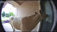 Texas homeowner's Ring camera caught a cow knocking on their door