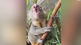 Video captures surprising noise Koalas make