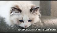 Ragdoll kitten first day home： Three month！| Seal bicolor boy Joule come home 2019