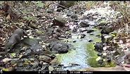 Neotropical River Otter on a camera trap in Drake Bay, Costa Rica – February 13, 2022