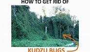How to Get Rid of Kudzu Bugs Naturally (Complete Guide) | BugWiz