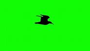 Download halloween bat flying Flock of Black crows loop motion graphics video transparent background with alpha channel for free