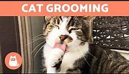 Why Do CATS GROOM Themselves? 🐱👅 (5 Reasons)