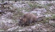 Brown Rat (Rattus norvegicus)