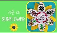 Life cycle of a sunflower plant activity for kids - free digital download