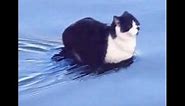 Cat sitting on water meme (song discovered)