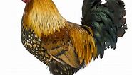 The Gallic Rooster: Discover the National Bird of France