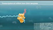mRNA synthesis by in vitro transcription