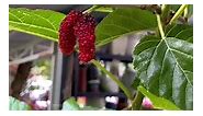 Buah murbei terpanjang di indonesia sepanjang 10 centimeter #longmulberry #murbei | Oto Uchida Grow