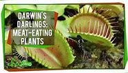 Darwin's Darlings: Meat-Eating Plants