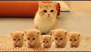 So many cute kittens videos compilation 2023