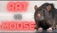 Rat vs Mouse (How to Identify & Remove)