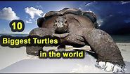 Top 10 Biggest Turtle In the world 2019.