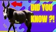 10 UNBELIEVABLE Facts About DONKEYS That Will Blow Your Mind!