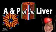 Anatomy and Physiology of the Liver, Animation