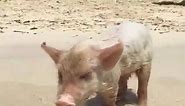 BAHAMAS - Baby pig in #exuma from @theswimmingpigs