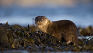 European otter | The Wildlife Trusts