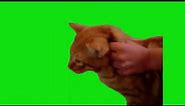 Cat Screaming NOOO Meme Green Screen Chroma Key Template #cats