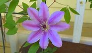 How to Propagate Clematis by Layering (get them to root faster)