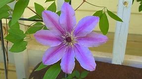 How to Propagate Clematis by Layering (get them to root faster)