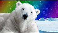 Polar Bears for Kids | Wild Animals | Arctic Animals