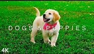 DOGS & PUPPIES in 4K | 2 Hours | Relaxing Ambient Music Strings Cute Pets