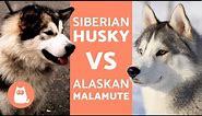 Husky Vs Alaska – Differences Between Siberian Husky and Alaskan Malamute