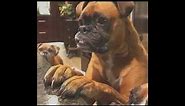 Ultimate Boxer Dog Compilation #6 - The Best Of Funny Moments