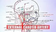 ANATOMY Tutorial - External Carotid Artery Branches
