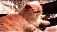 4 you - funniest Persian cat videos