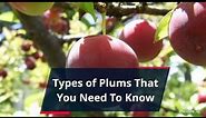 8 Types of Plums: Black, Blue, Red, Yellow, Green And More