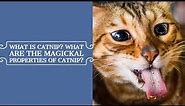 What is catnip? | What are the Magickal properties of Catnip?