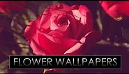 HD Flower Wallpapers Pack #6 !! Download Now !!