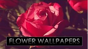 HD Flower Wallpapers Pack #6 !! Download Now !!
