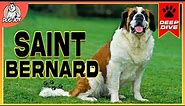 Gentle Giants: A Complete Guide to SAINT BERNARDS