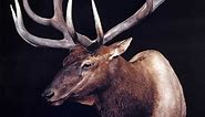 The 10 Biggest World Record Elk of All Time