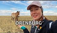Wild steppes of Europe/Asia border and Przewalski’s horses | Orenburg, Russia