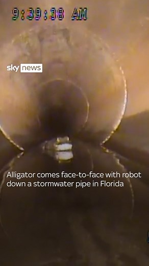 202K views · 210 reactions |  The robotic camera investigates problems with pipes, but the robot made a surprise discovery instead in the form of a 5ft alligator. #alligator #florida #robot | Sky News | Facebook
