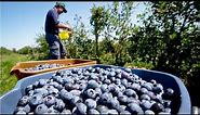 Awesome Fruit Agriculture Technology - Blueberry cultivation - Blueberry Farm and Harvest