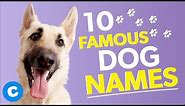 10 Famous Dog Names | Chewy