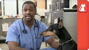 Demonstration on How to Pill Your Dog - Ask A Vet