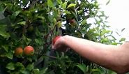 When Are Your Apples Ready For Picking - Advice from Blackmoor Nursery